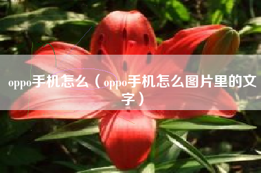 oppo手机怎么（oppo手机怎么图片里的文字）